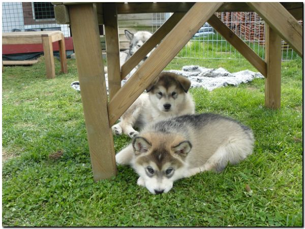 E Wurf 6 Wochen 703.jpg